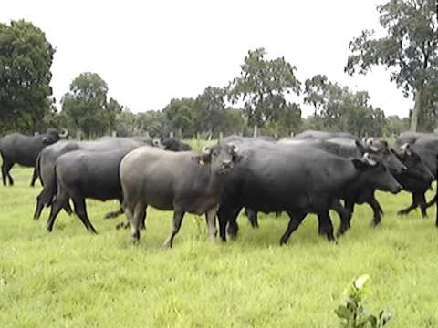 Murrah Buffaloes Grazing in Nellore Farm